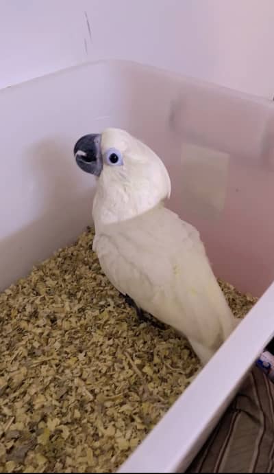 Umbrella cockatoo