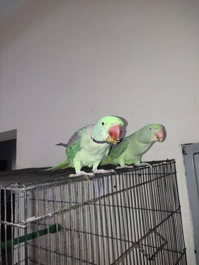 Kashmiri Raw Parrot Pair For Sale
