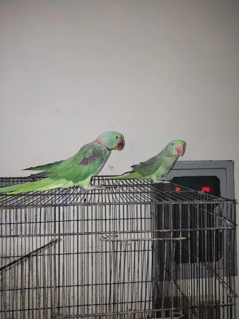 Kashmiri Raw Parrot Pair For Sale — photo 2
