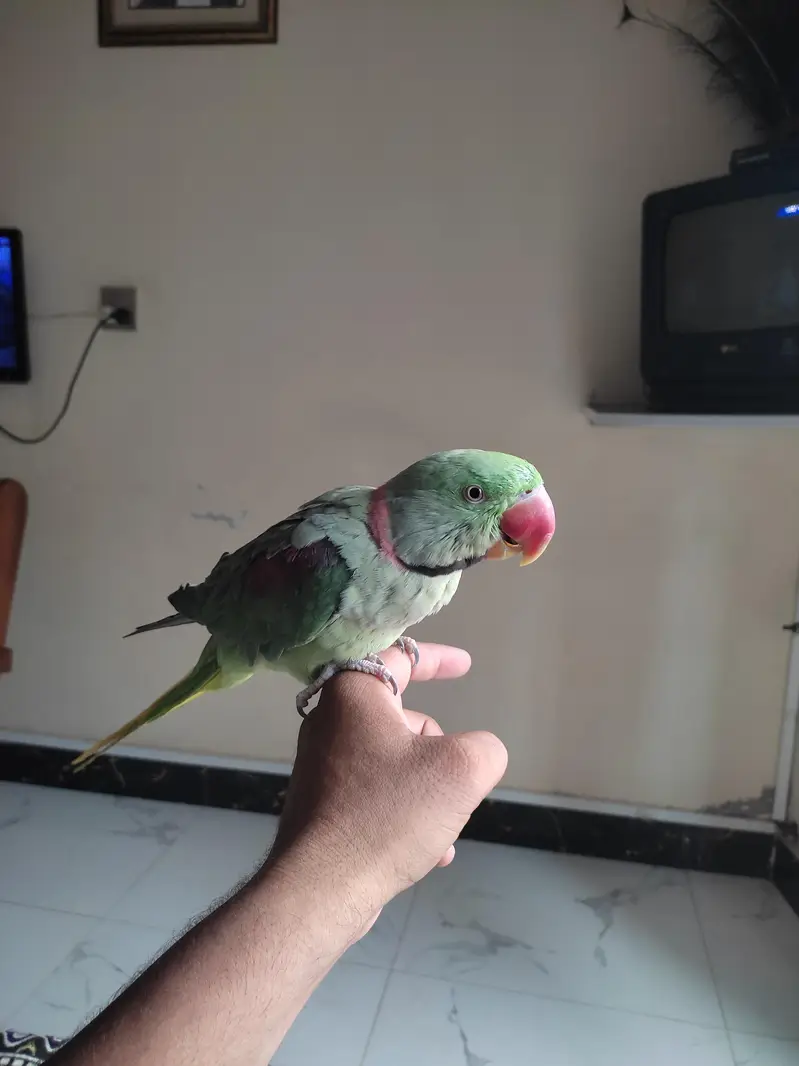 Kashmiri Raw Parrot Pair For Sale — photo 3