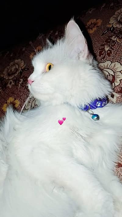 Persian cat white female