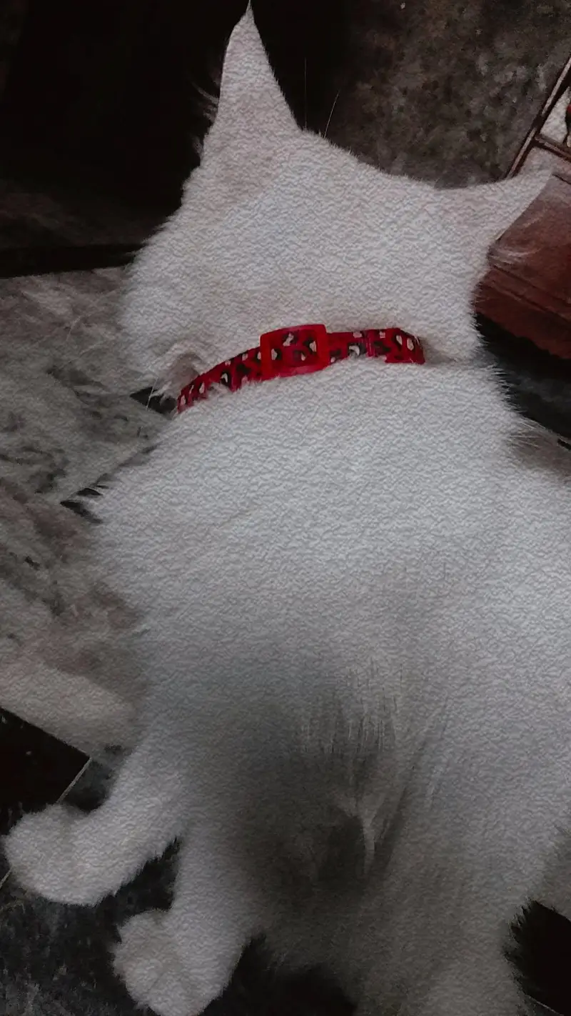 Persian cat white female — photo 2