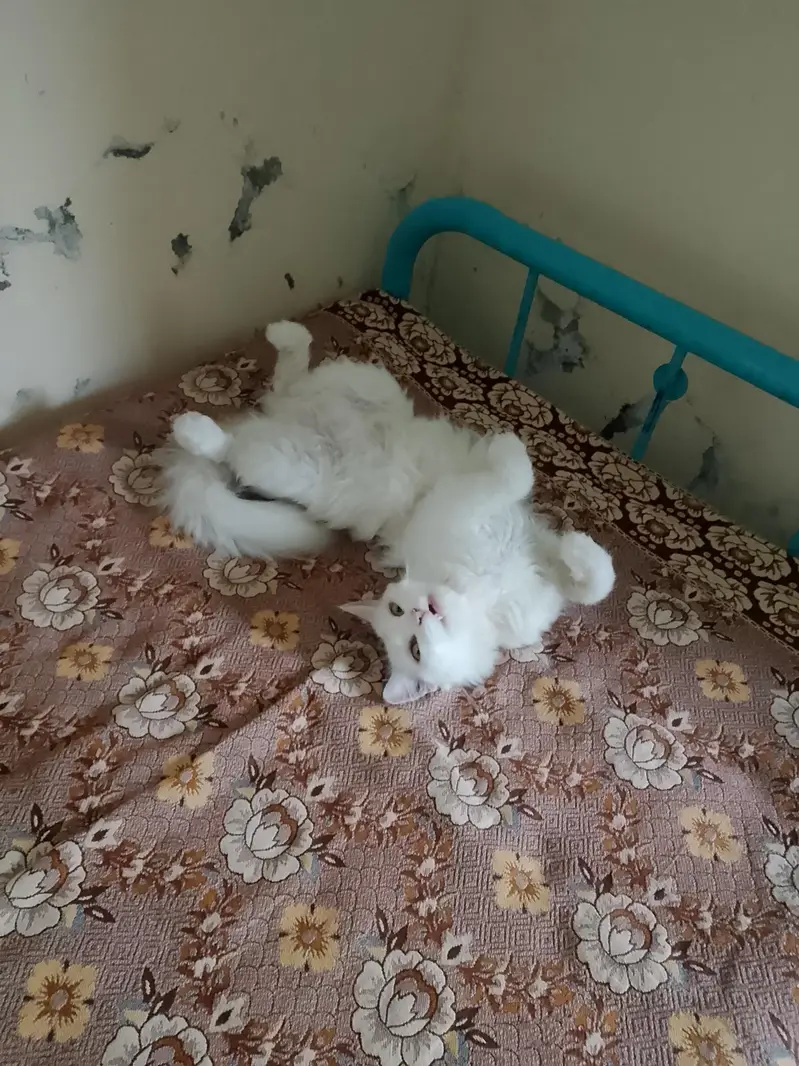 Persian cat white female — photo 3