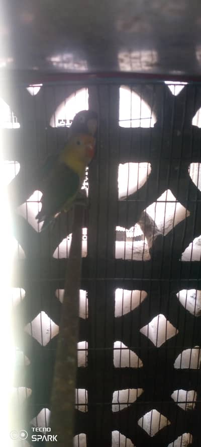 love birds