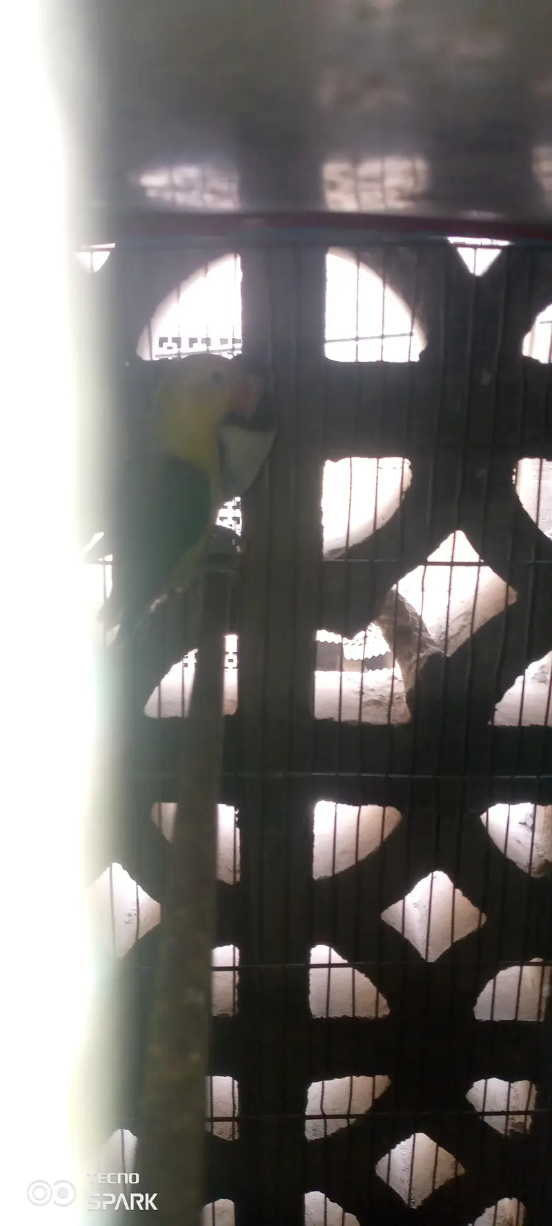 love birds — photo 2