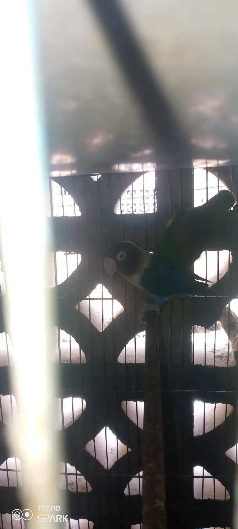 love birds — photo 3