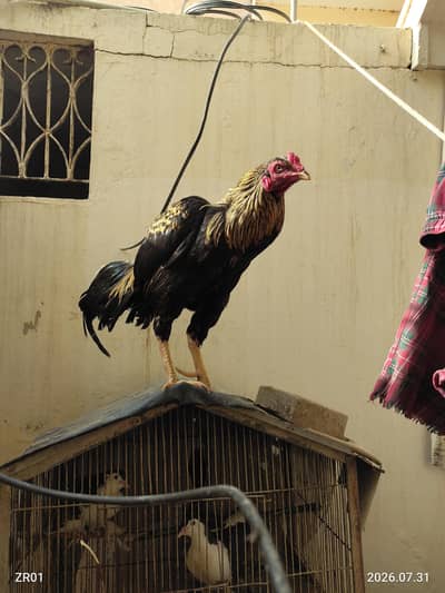 Murghiyan, 1 Murgha Aur 2 Kabootar – Healthy Birds for Sale