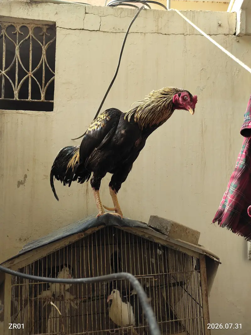 Murghiyan, 1 Murgha Aur 2 Kabootar – Healthy Birds for Sale — photo 2