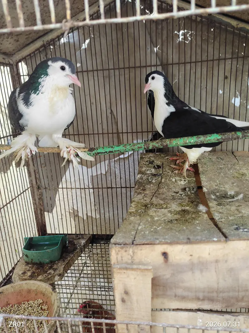 Murghiyan, 1 Murgha Aur 2 Kabootar – Healthy Birds for Sale — photo 4