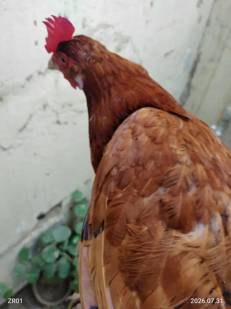 Murghiyan, 1 Murgha Aur 2 Kabootar – Healthy Birds for Sale — photo 5