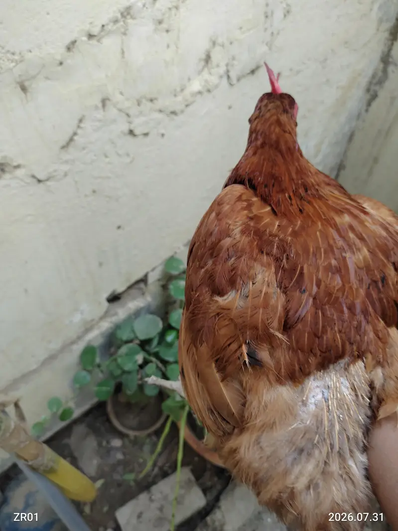 Murghiyan, 1 Murgha Aur 2 Kabootar – Healthy Birds for Sale — photo 6