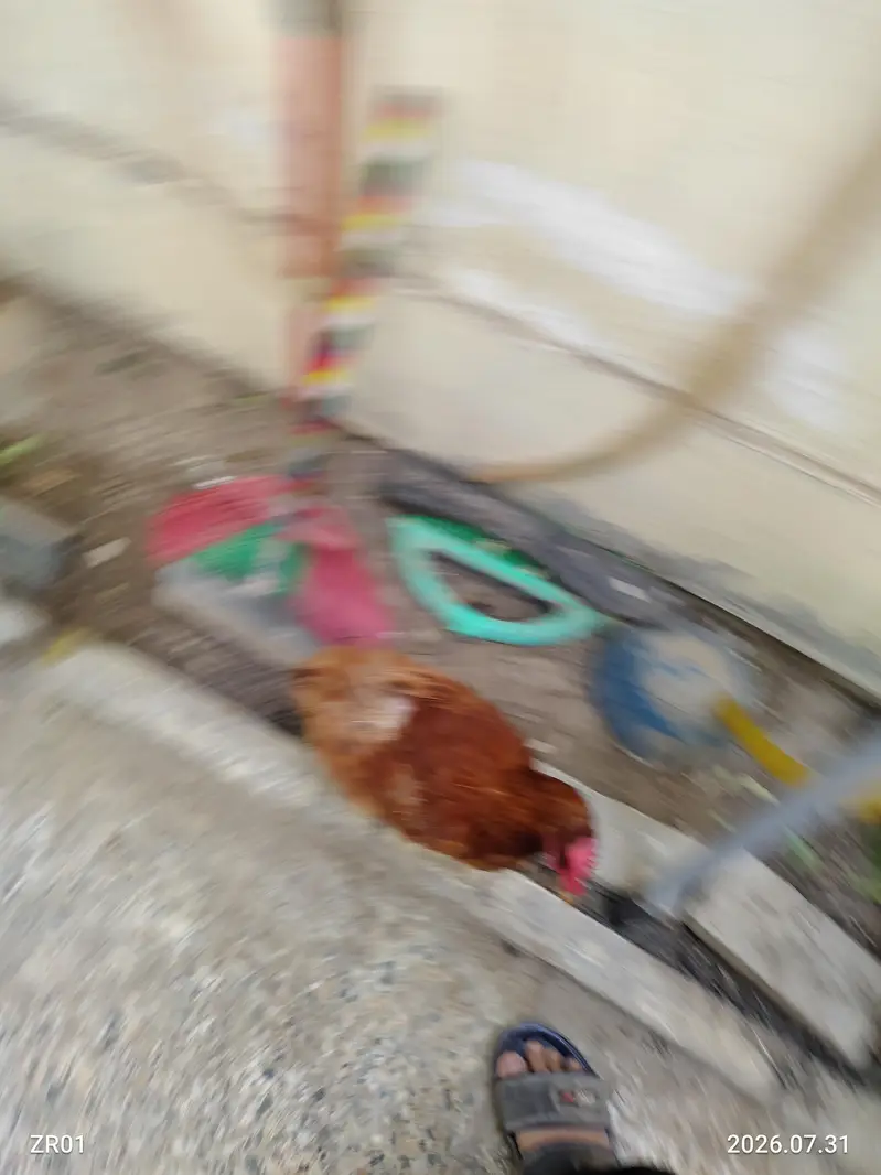 Murghiyan, 1 Murgha Aur 2 Kabootar – Healthy Birds for Sale — photo 7