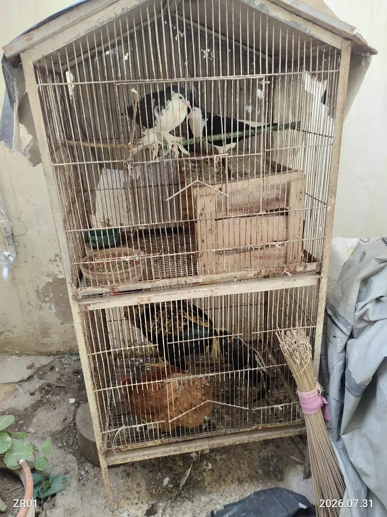 Murghiyan, 1 Murgha Aur 2 Kabootar – Healthy Birds for Sale — photo 8