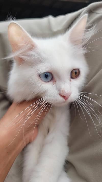 dable eyes colour kitten persion