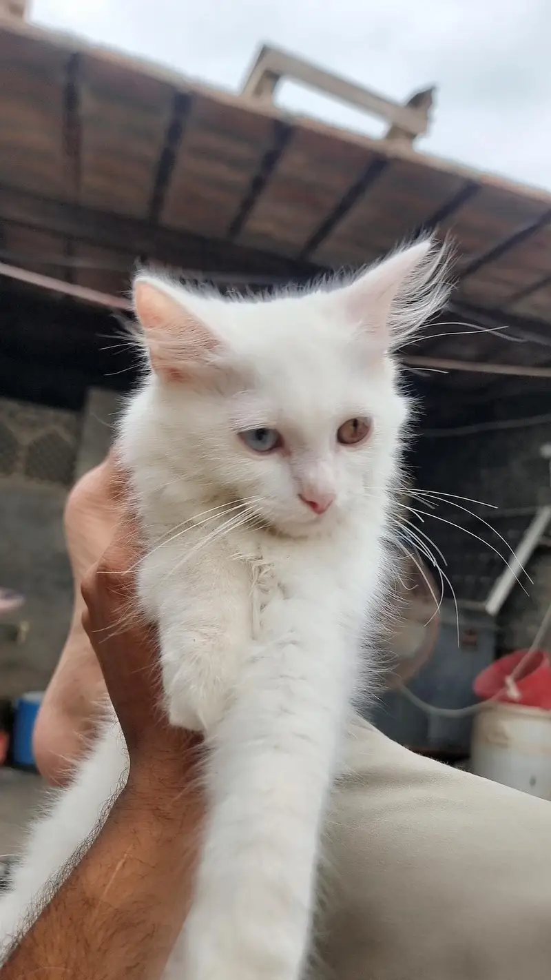 dable eyes colour kitten persion — photo 2