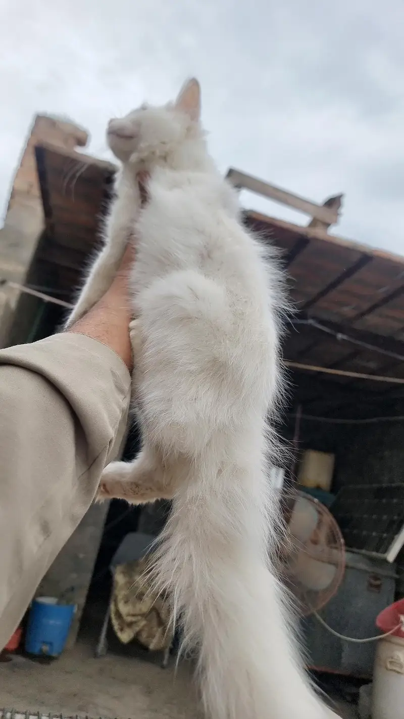 dable eyes colour kitten persion — photo 3