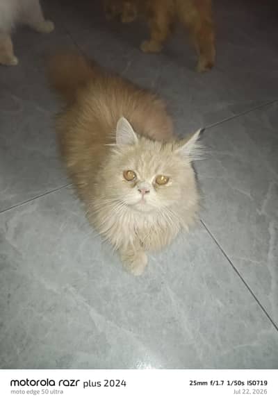 High Quality Punch Face Tripal Coat Kitten