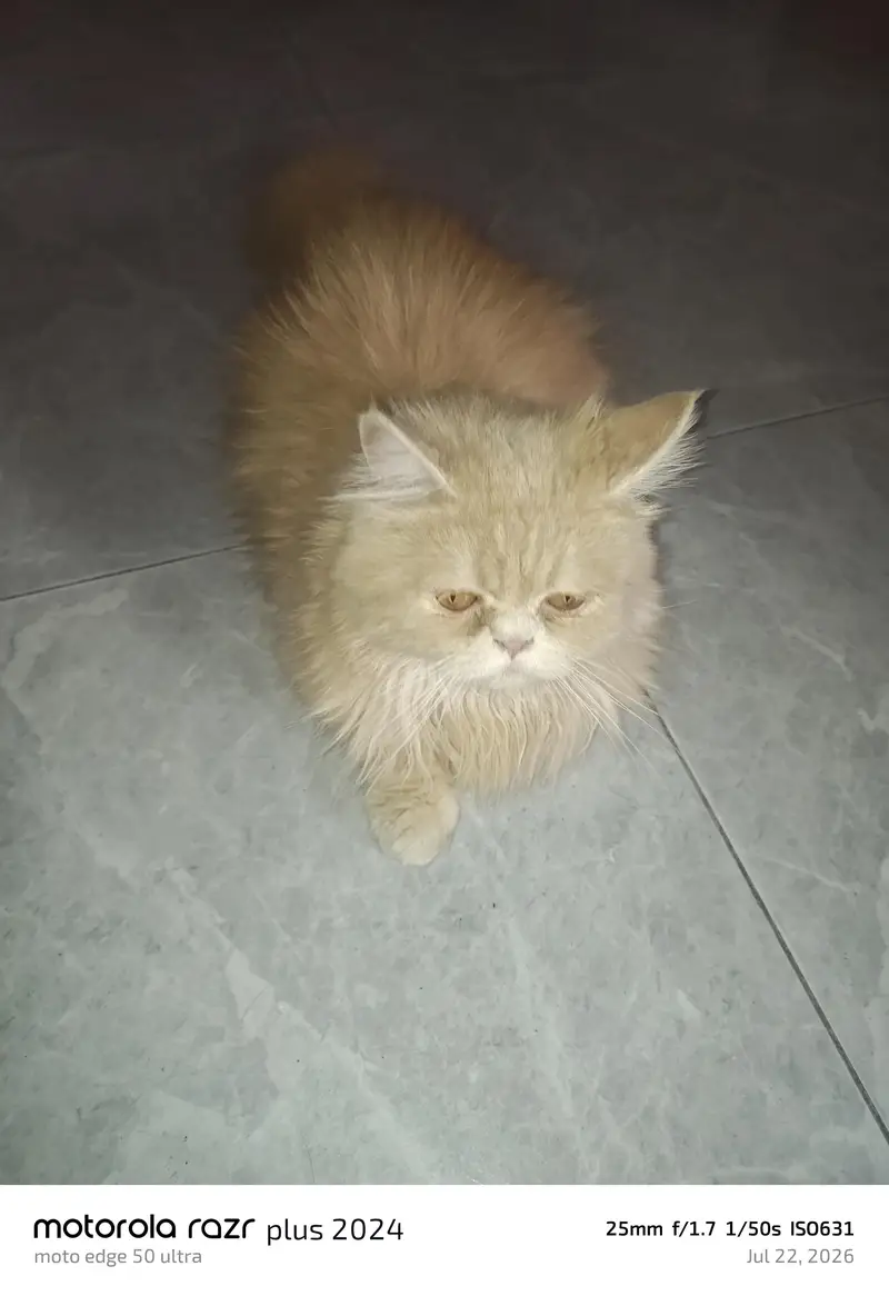 High Quality Punch Face Tripal Coat Kitten — photo 2