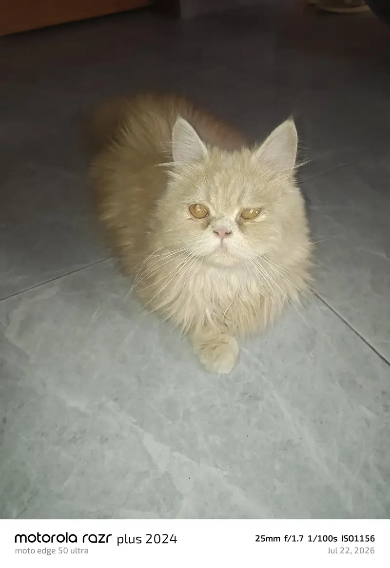 High Quality Punch Face Tripal Coat Kitten — photo 3