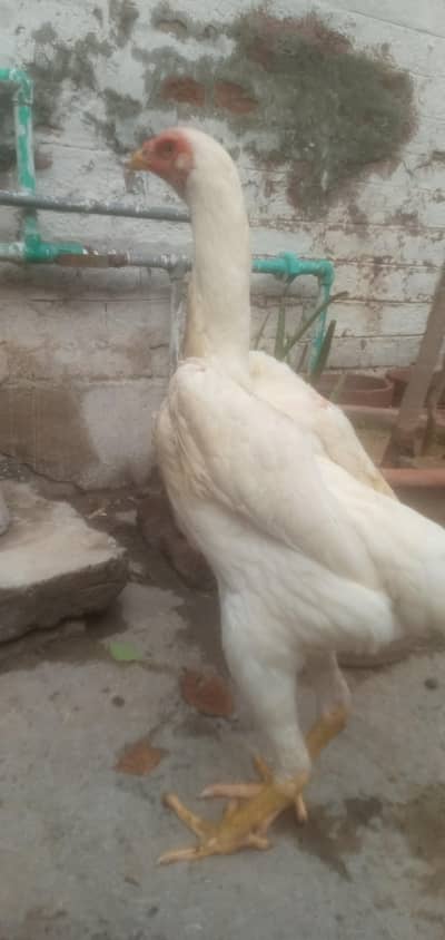 White King Size O Shamo 02-Females