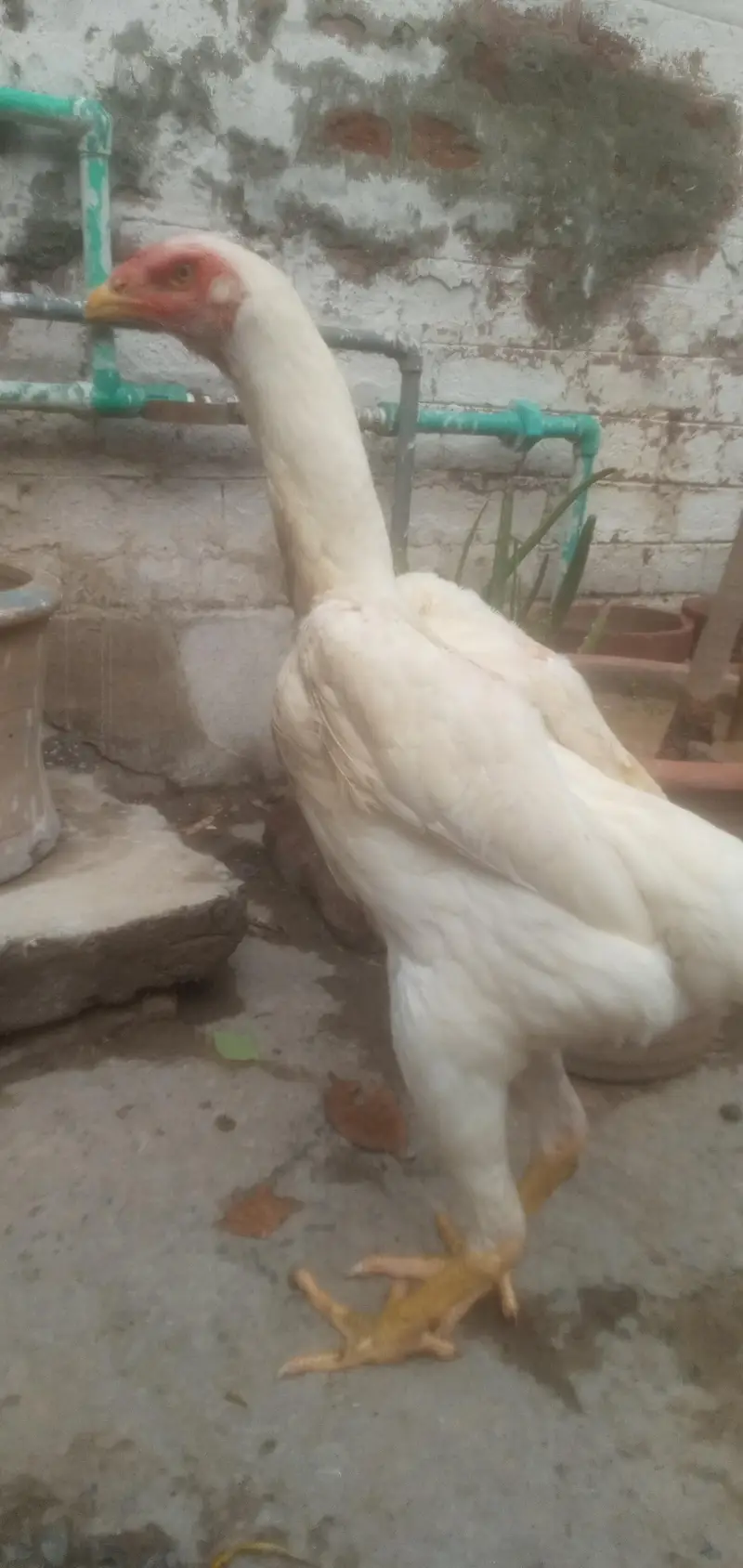 White King Size O Shamo 02-Females — photo 2
