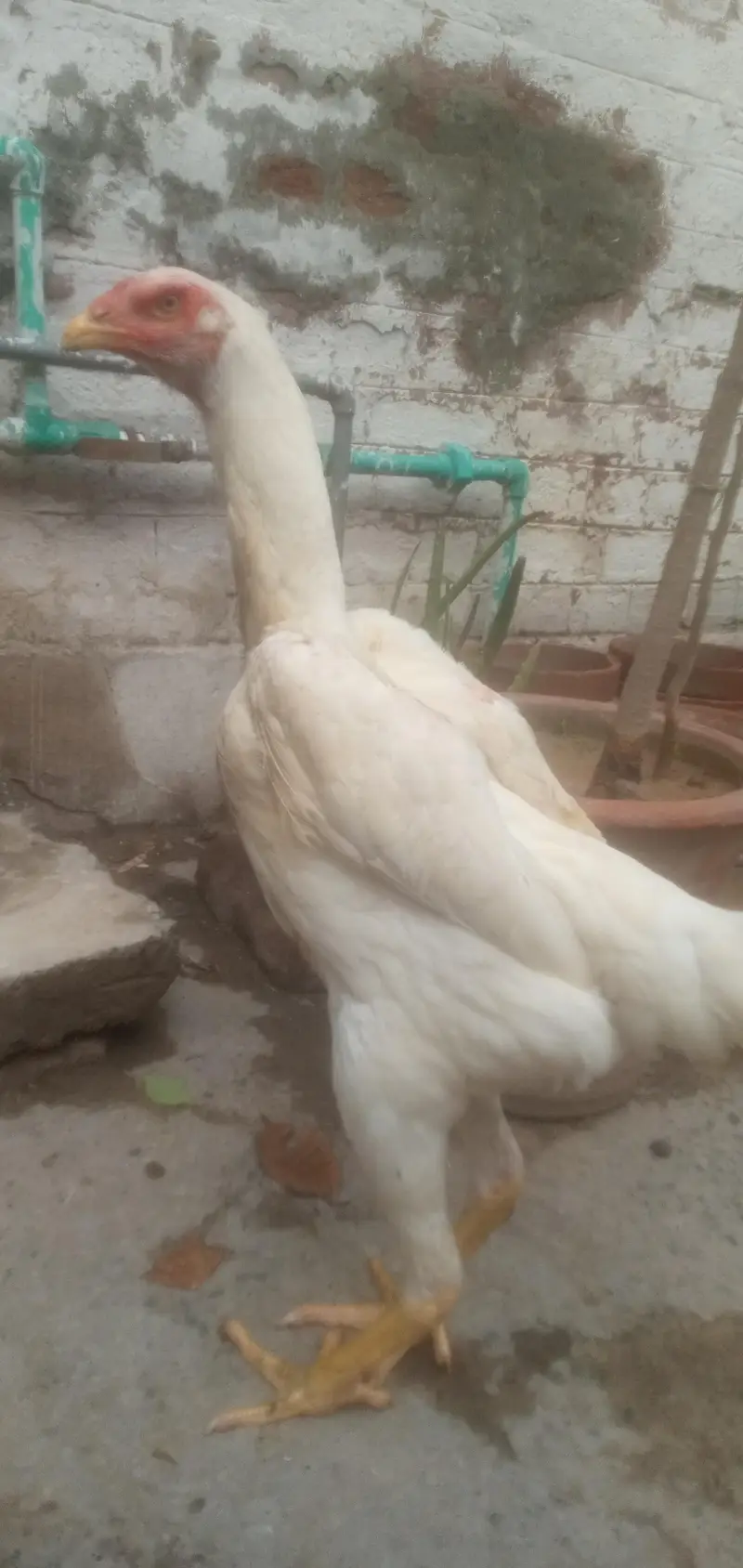 White King Size O Shamo 02-Females — photo 3