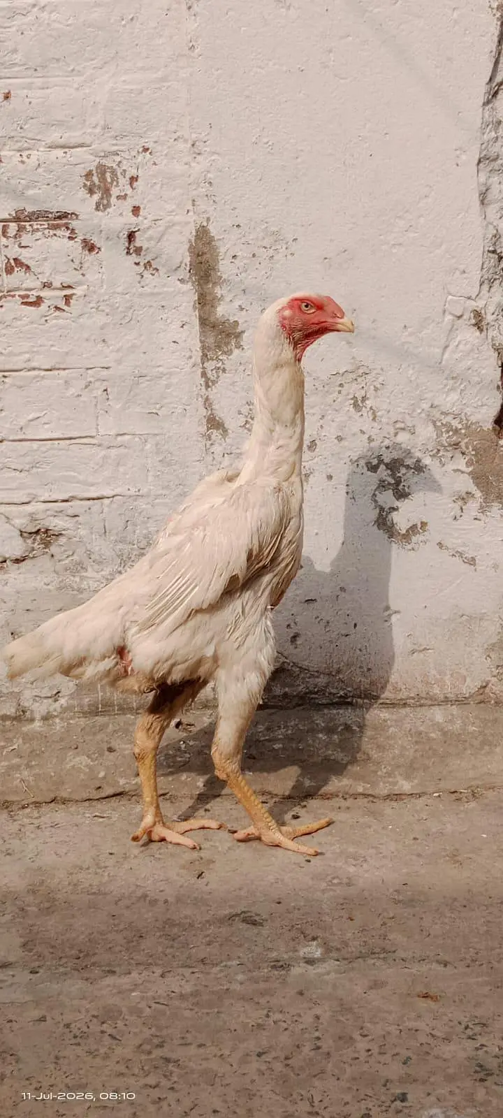 White King Size O Shamo 02-Females — photo 7