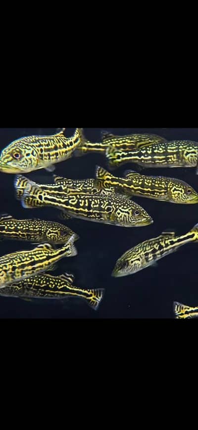 Fogo peacock bass , veiltail oscar , severum, alligator gar , knife
