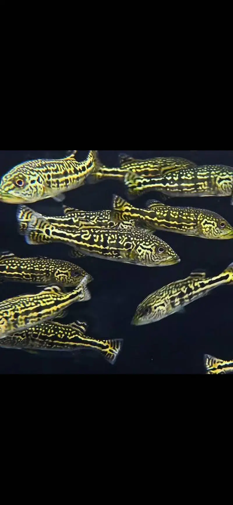 Fogo peacock bass , veiltail oscar , severum, alligator gar , knife