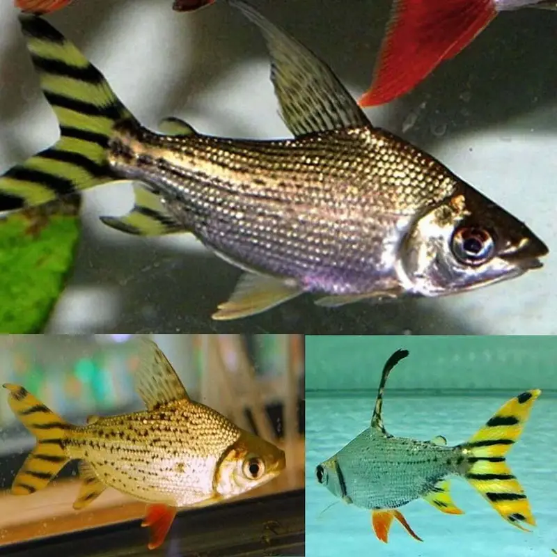 Fogo peacock bass , veiltail oscar , severum, alligator gar , knife — photo 2