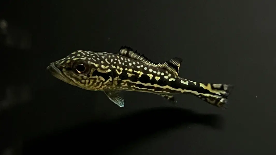 Fogo peacock bass , veiltail oscar , severum, alligator gar , knife — photo 3