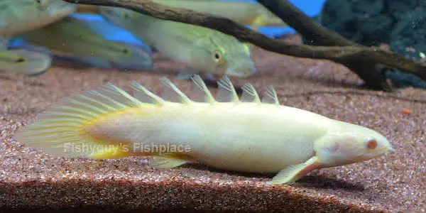 Fogo peacock bass , veiltail oscar , severum, alligator gar , knife — photo 7