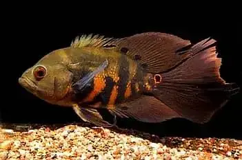 Fogo peacock bass , veiltail oscar , severum, alligator gar , knife — photo 8
