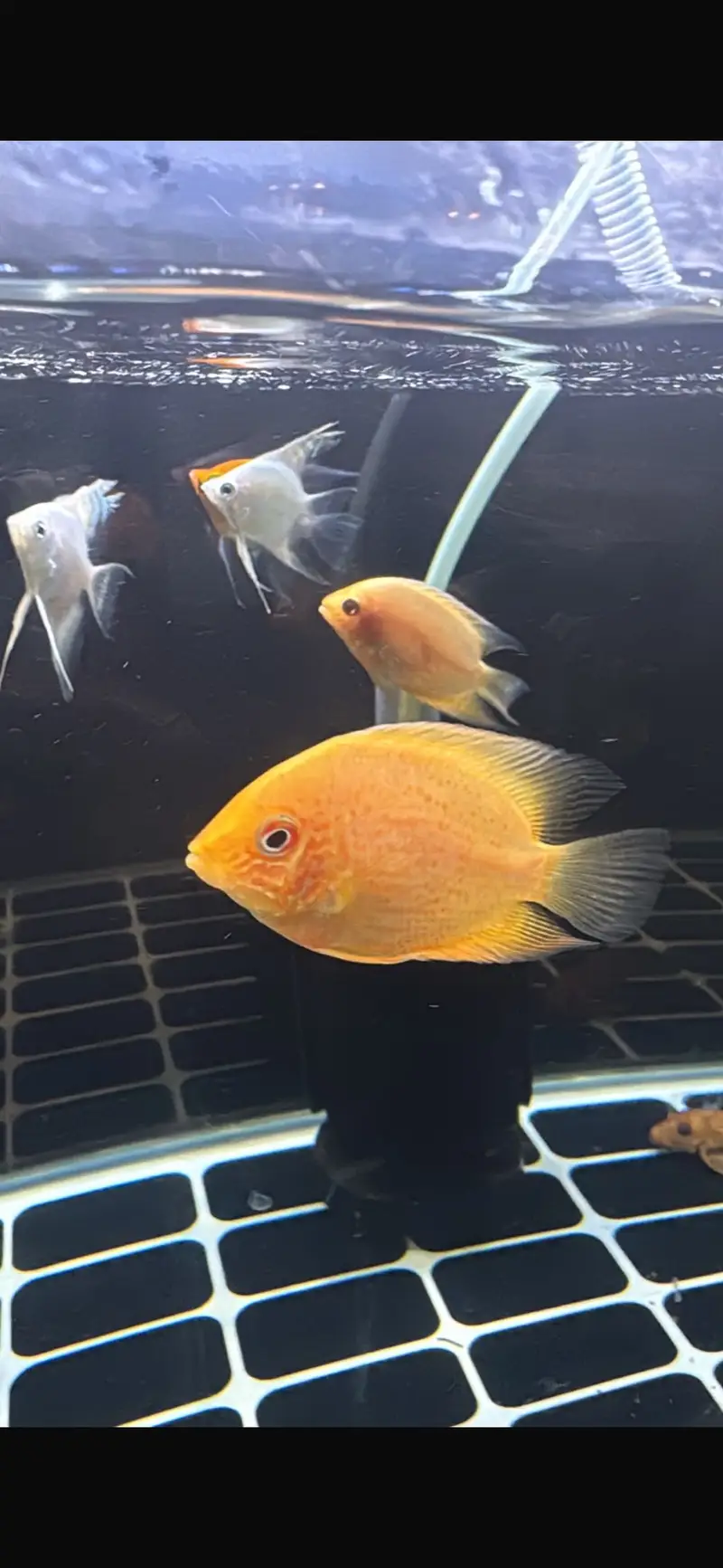 Fogo peacock bass , veiltail oscar , severum, alligator gar , knife — photo 10