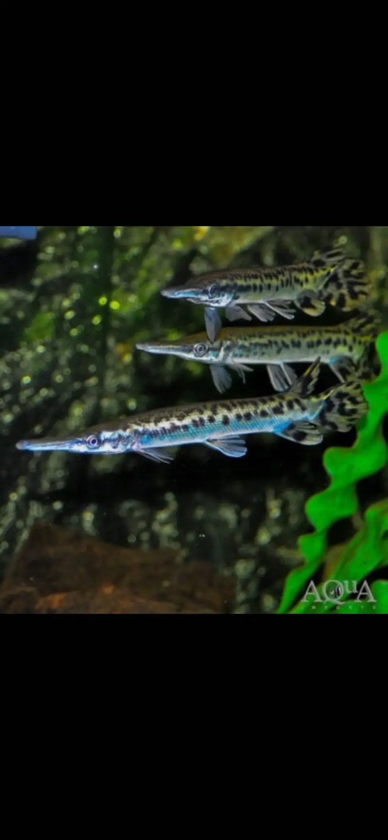 Fogo peacock bass , veiltail oscar , severum, alligator gar , knife — photo 11