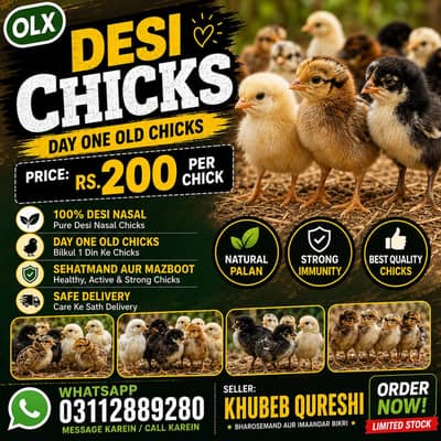 DESSI CHICKS