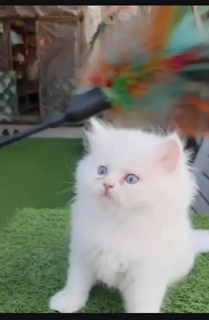 persian cat for sale — photo 3