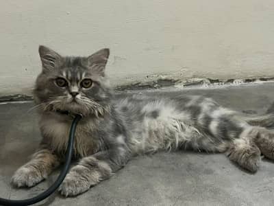 Punch Face Persian Male