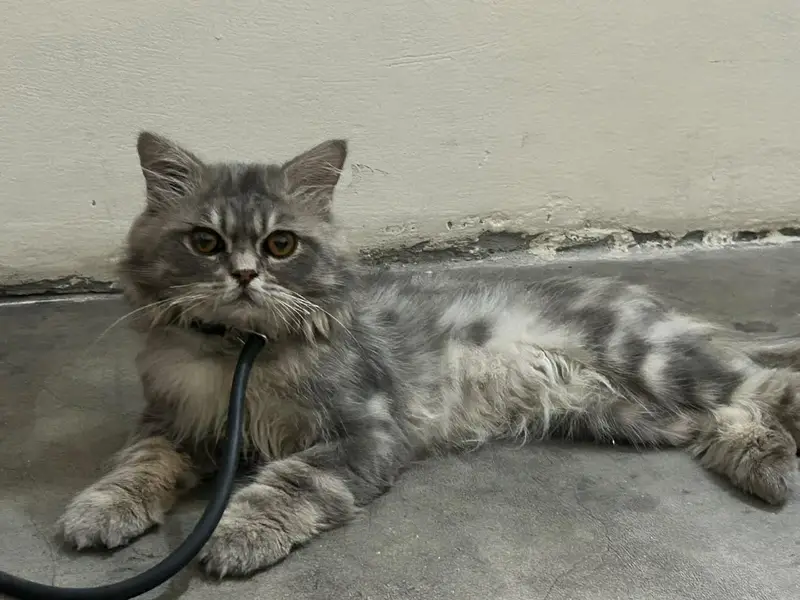 Punch Face Persian Male — photo 2