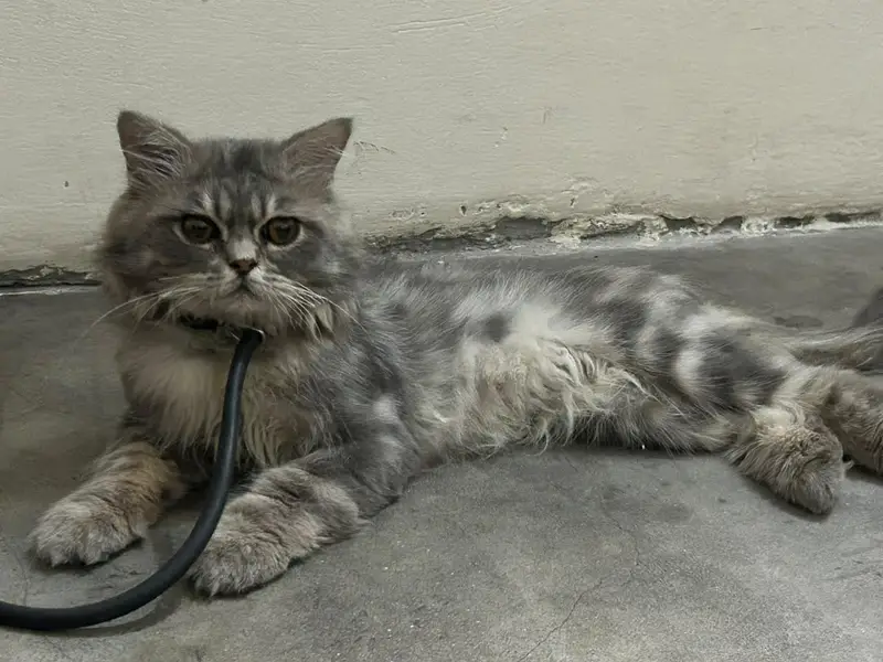 Punch Face Persian Male — photo 3
