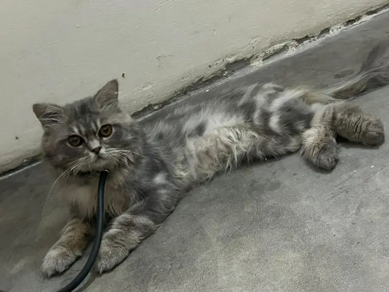 Punch Face Persian Male — photo 4