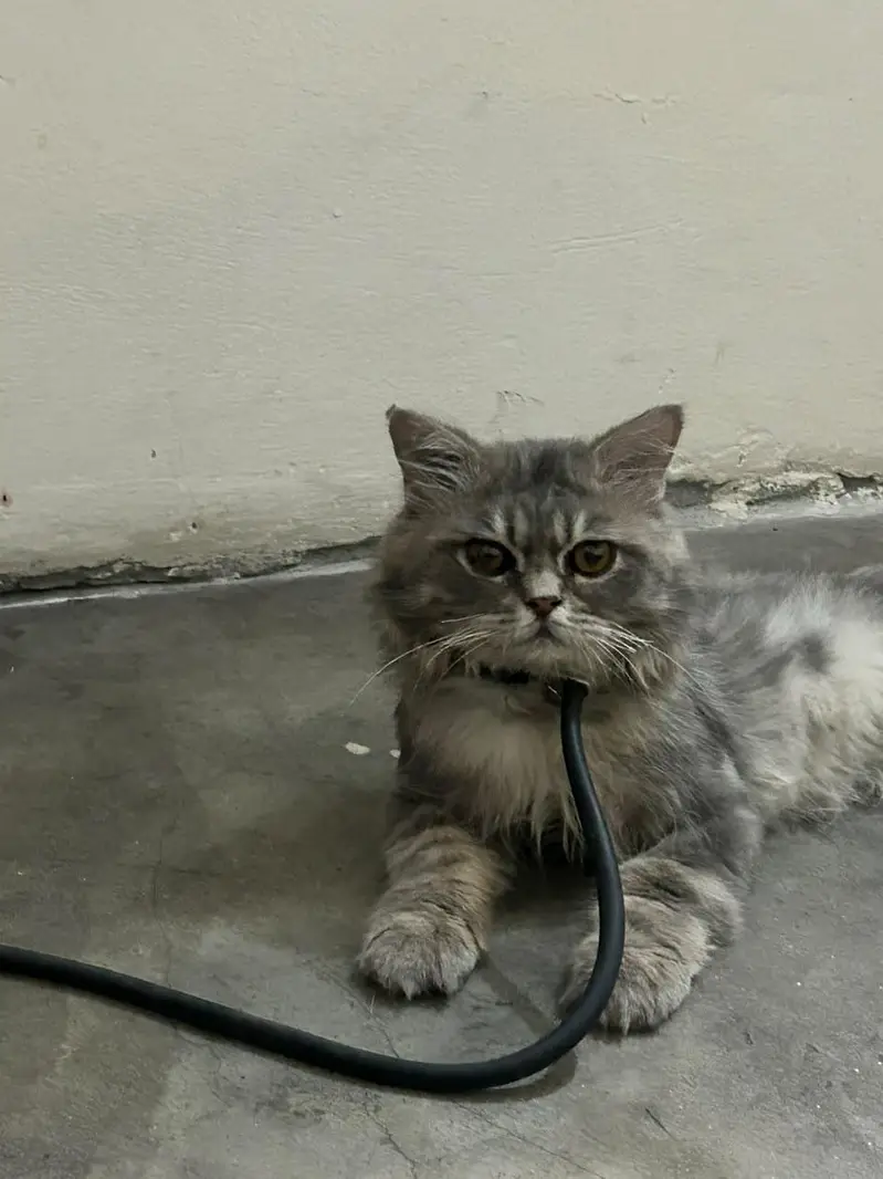 Punch Face Persian Male — photo 5