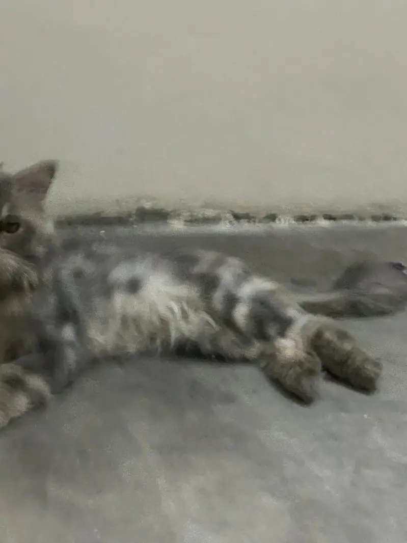 Punch Face Persian Male — photo 6