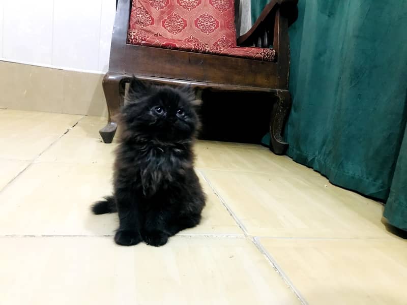 kitten 1
