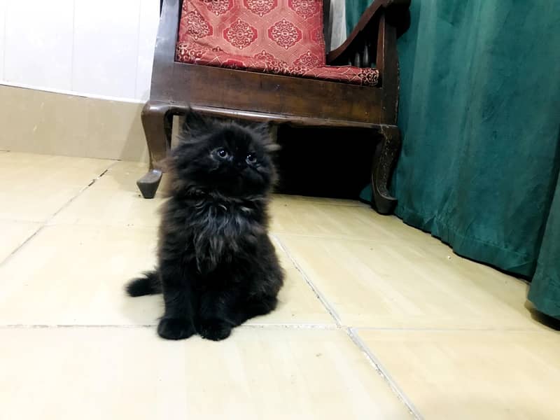 kitten 3