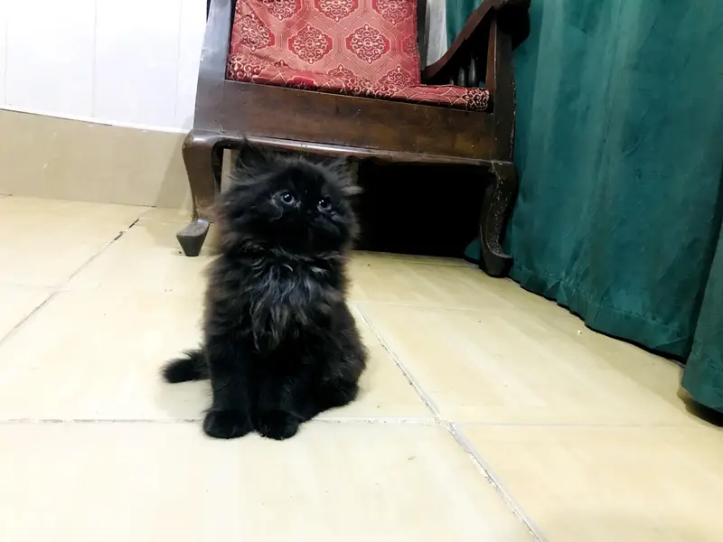 kitten — photo 4