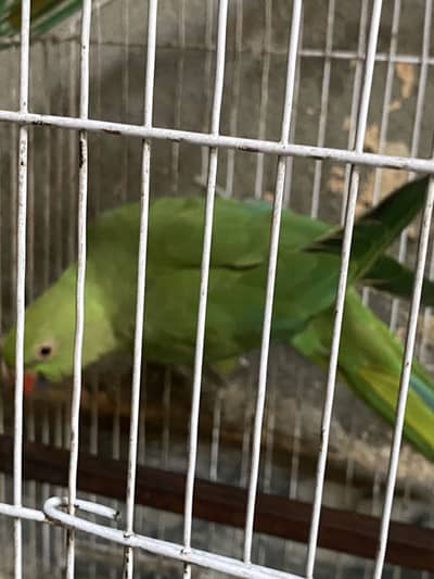 Parrot For Urgent Sale