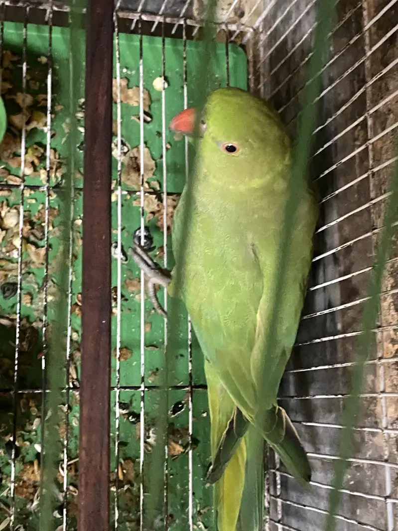 Parrot For Urgent Sale — photo 2