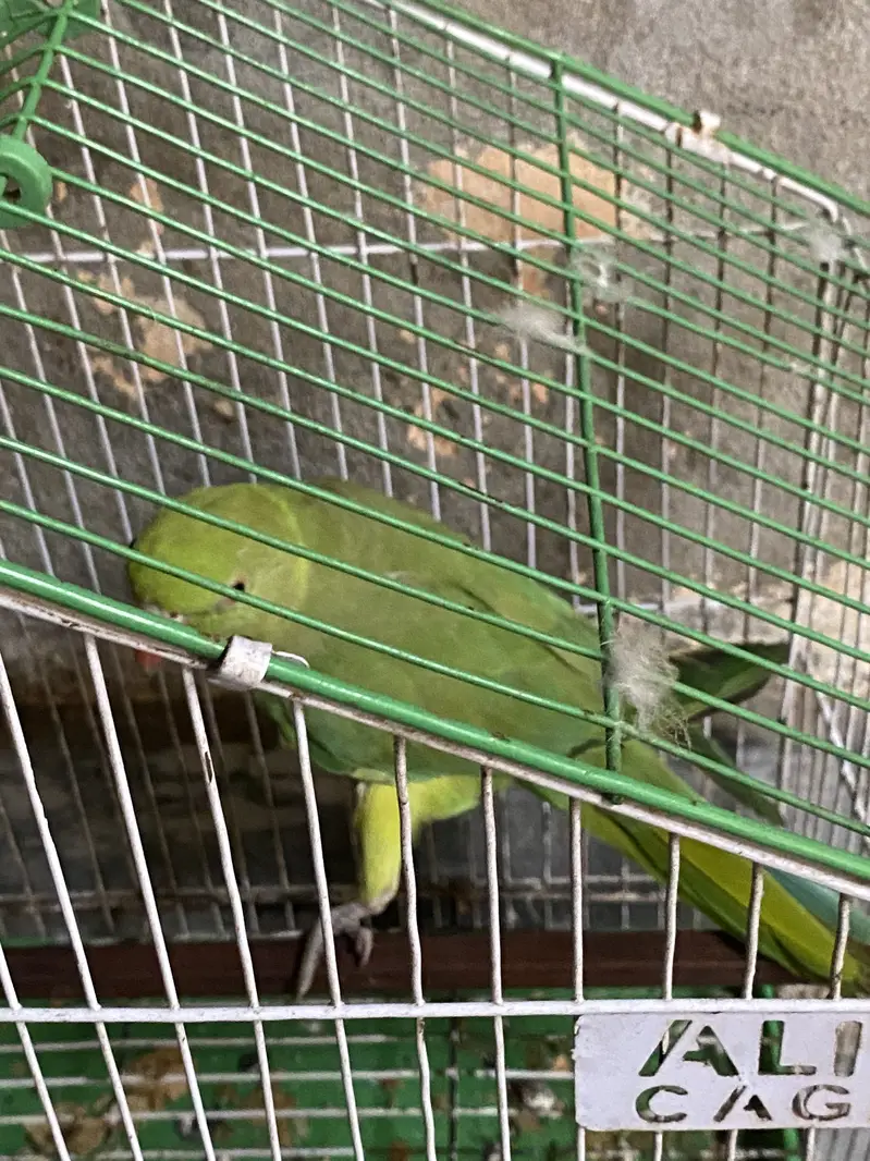 Parrot For Urgent Sale — photo 3