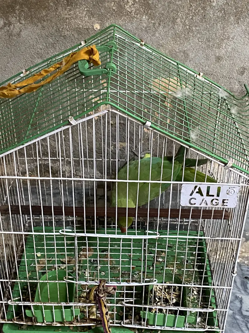 Parrot For Urgent Sale — photo 4